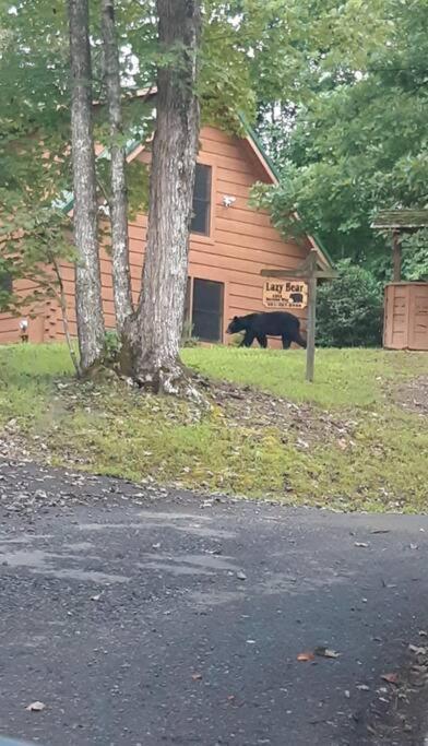 Lazy Bear Cabin Севьервилл Экстерьер фото